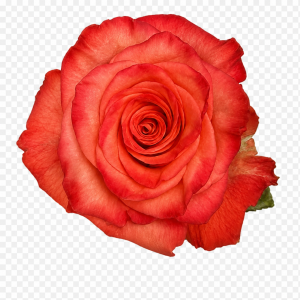 HIGH ORANGE