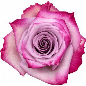 DEEP PURPLE