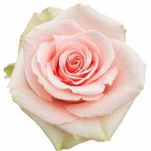 PINK MONDIAL